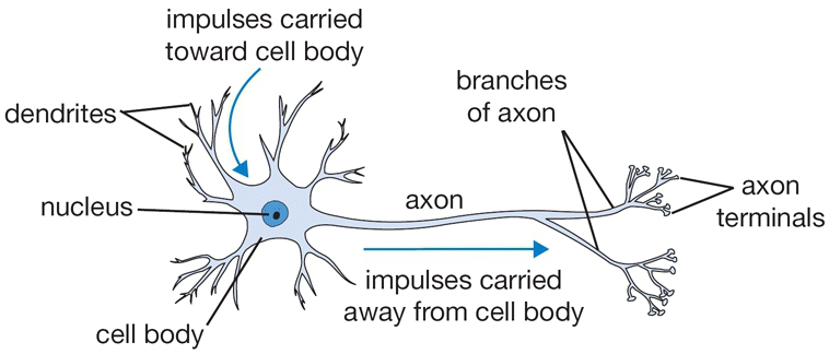 Mạng nơ-ron nhân tạo