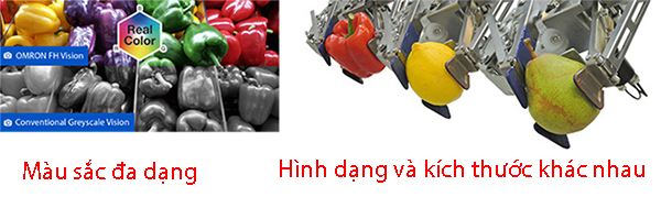 Hình dạng & kích thước khác nhau