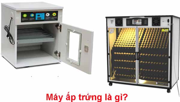 Máy ấp trứng là gì?